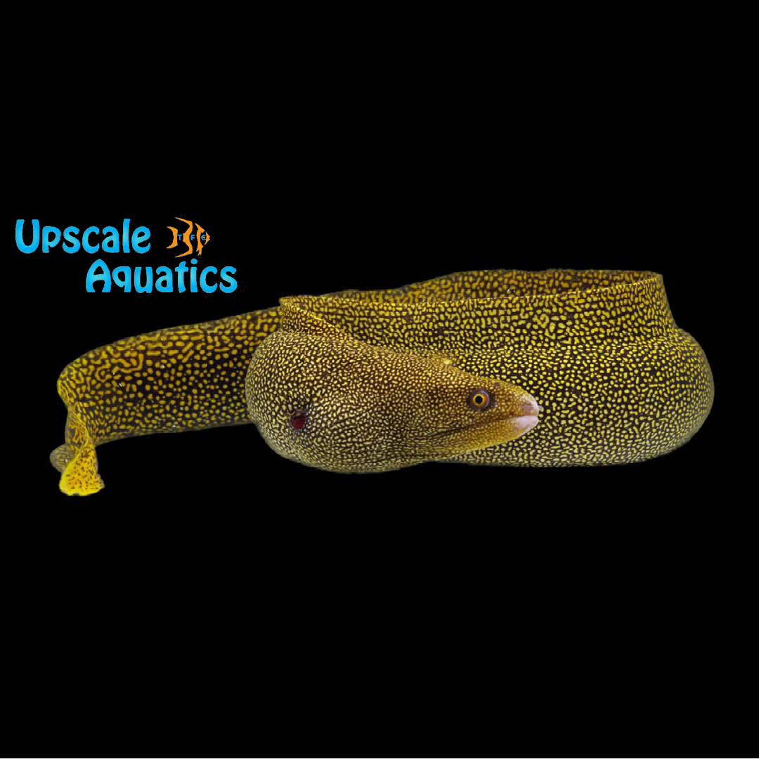 Goldentail Moray Eel (Gymnothorax miliaris)