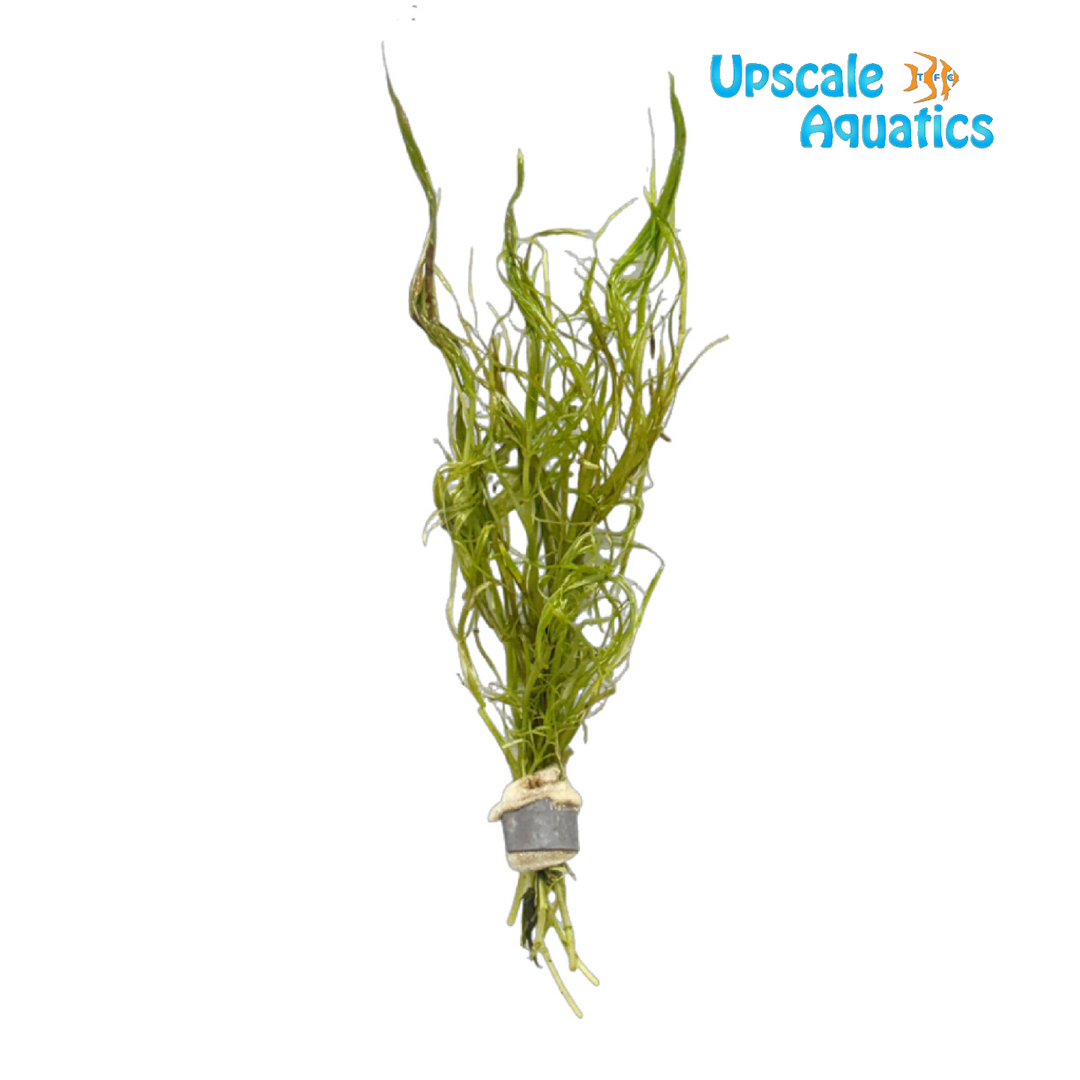 Pogostemon Stellatus 'Dassen' (Eusteralis stellata)