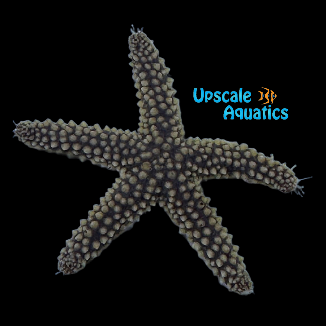 Forbe's Sea Star (Asterias forbesi)