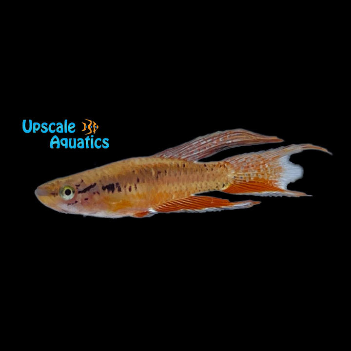 Lagos Red Killifish (Aphyosemion bivittatum lagos red)