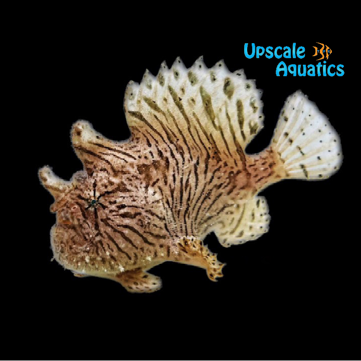 Tiger Striated Angler (Antennarius striatus)