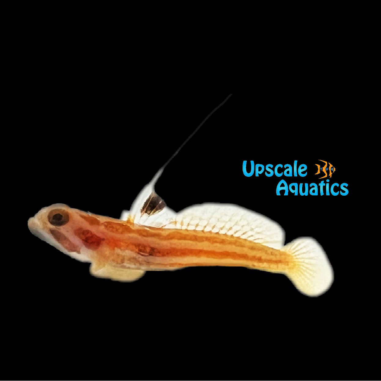 Yasha White Ray Shrimp Goby - Captive Bred (Stonogobiops yasha ...