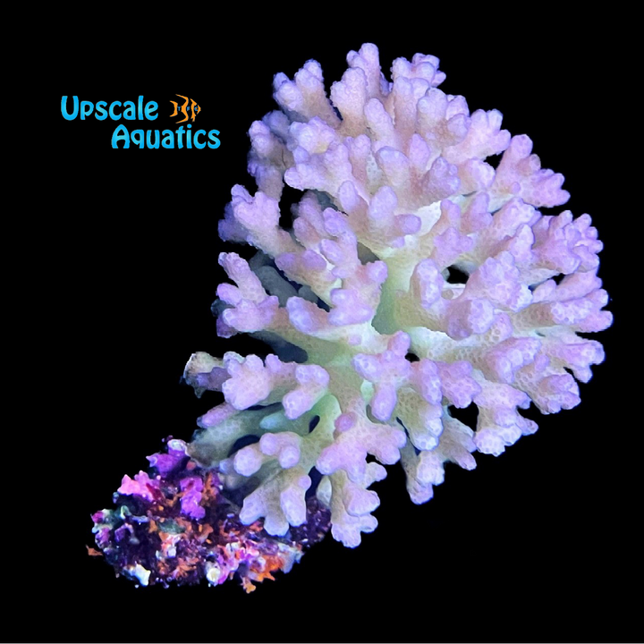 Pink Pocillopora Coral (Pocillopora sp.)