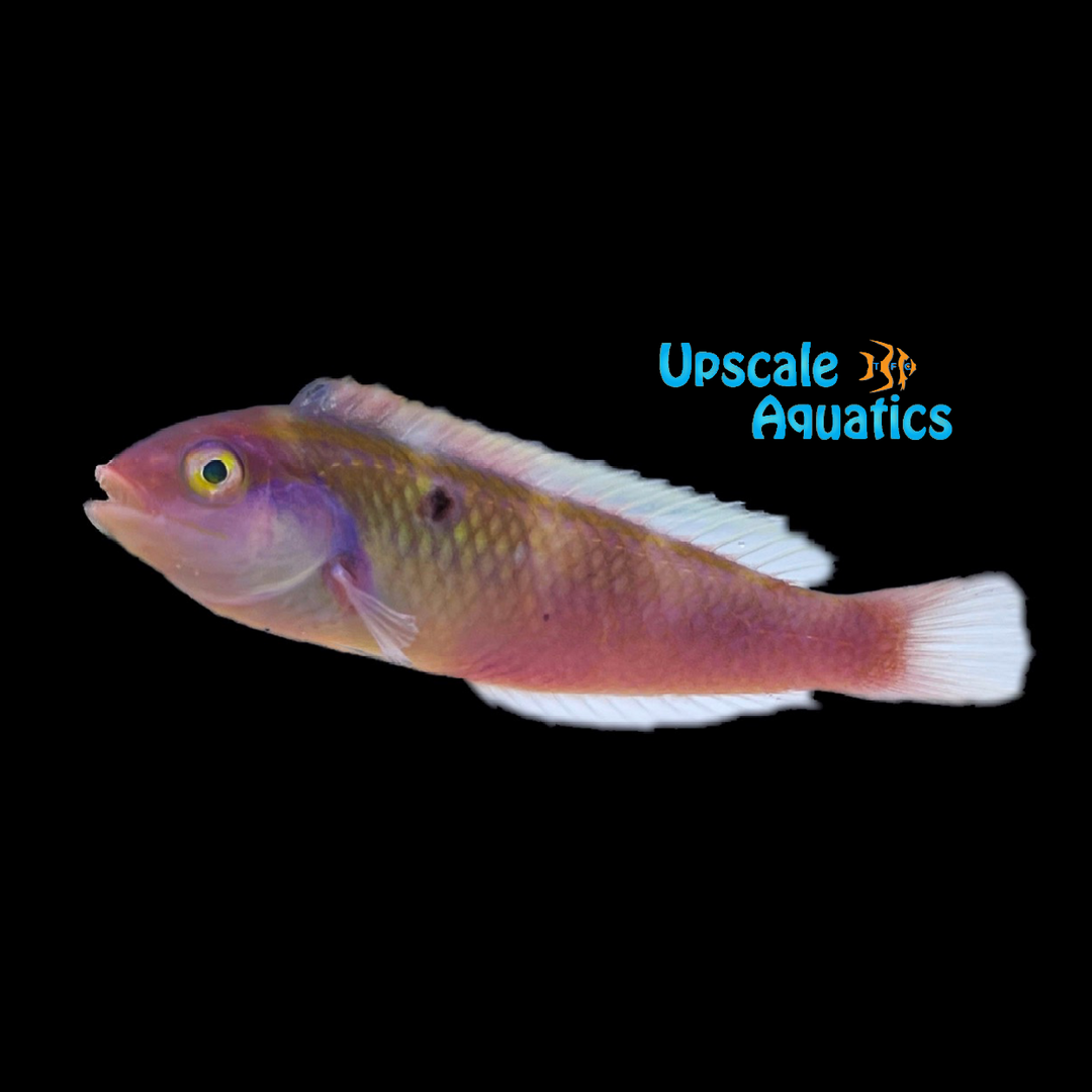 Pearly Razor Wrasse (Xyrichtys novacula)