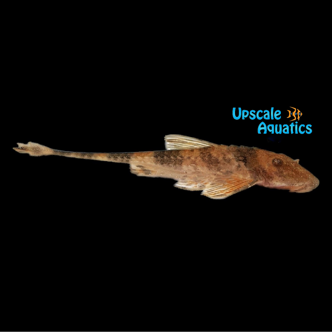 Orange Banded Whiptail Catfish (Rineloricaria aequalicuspis)