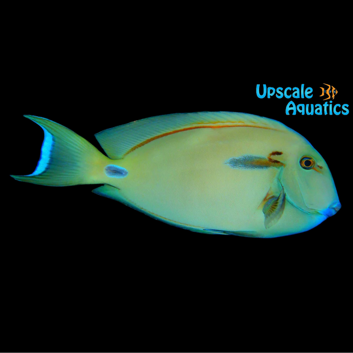 Lieutenant x Orange Shoulder Tang Hybrid (Acanthurus tennenti x Acanthurus olivaceus)