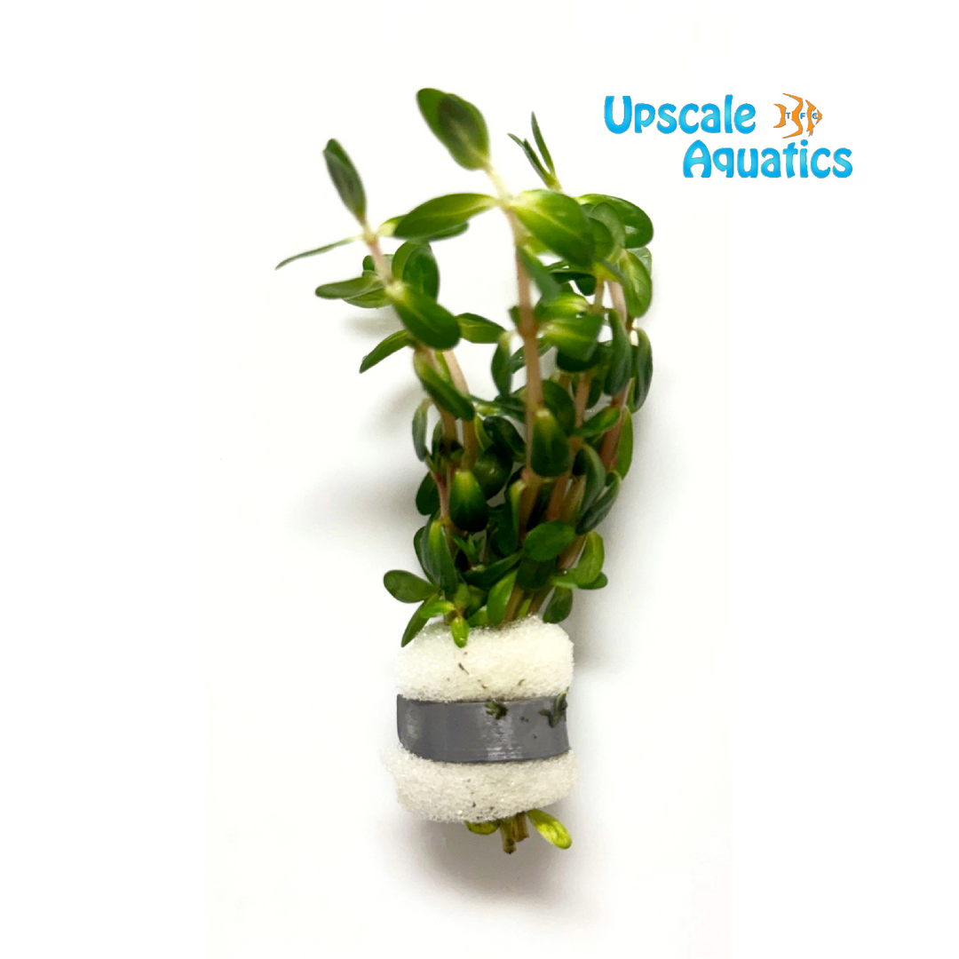 Bonsai Ammania (Rotala indica 'Bonsai')