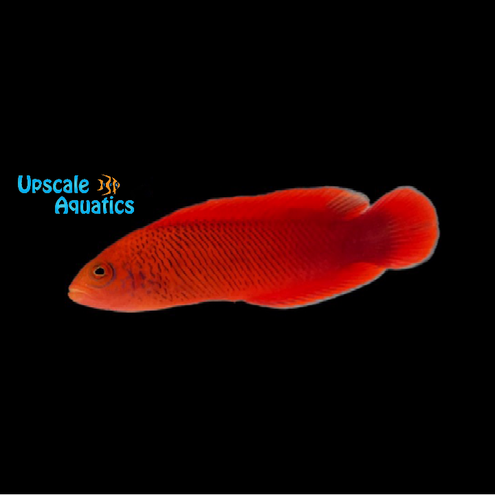 McCullichi Dottyback - Male (Cypho purpurescens)