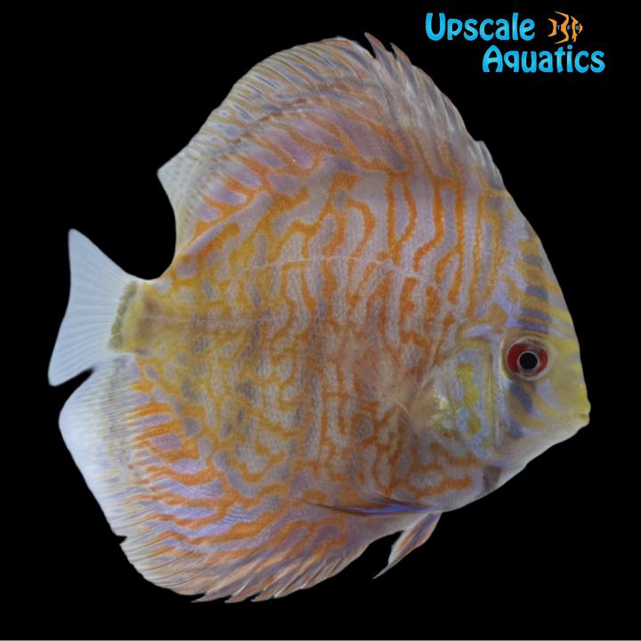 White Tiger Turquoise Discus (Symphysodon aequifasciatus)