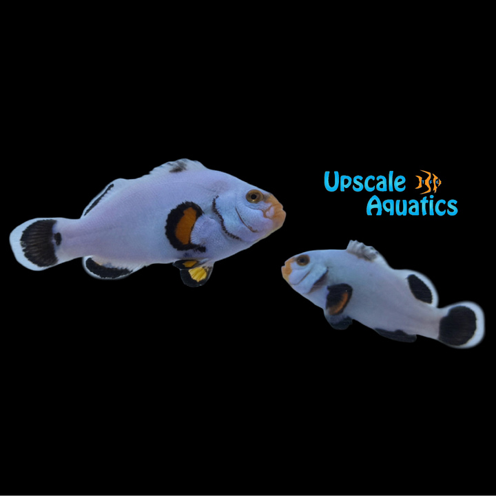 Onyx Platinum Clownfish (Amphiprion percula)