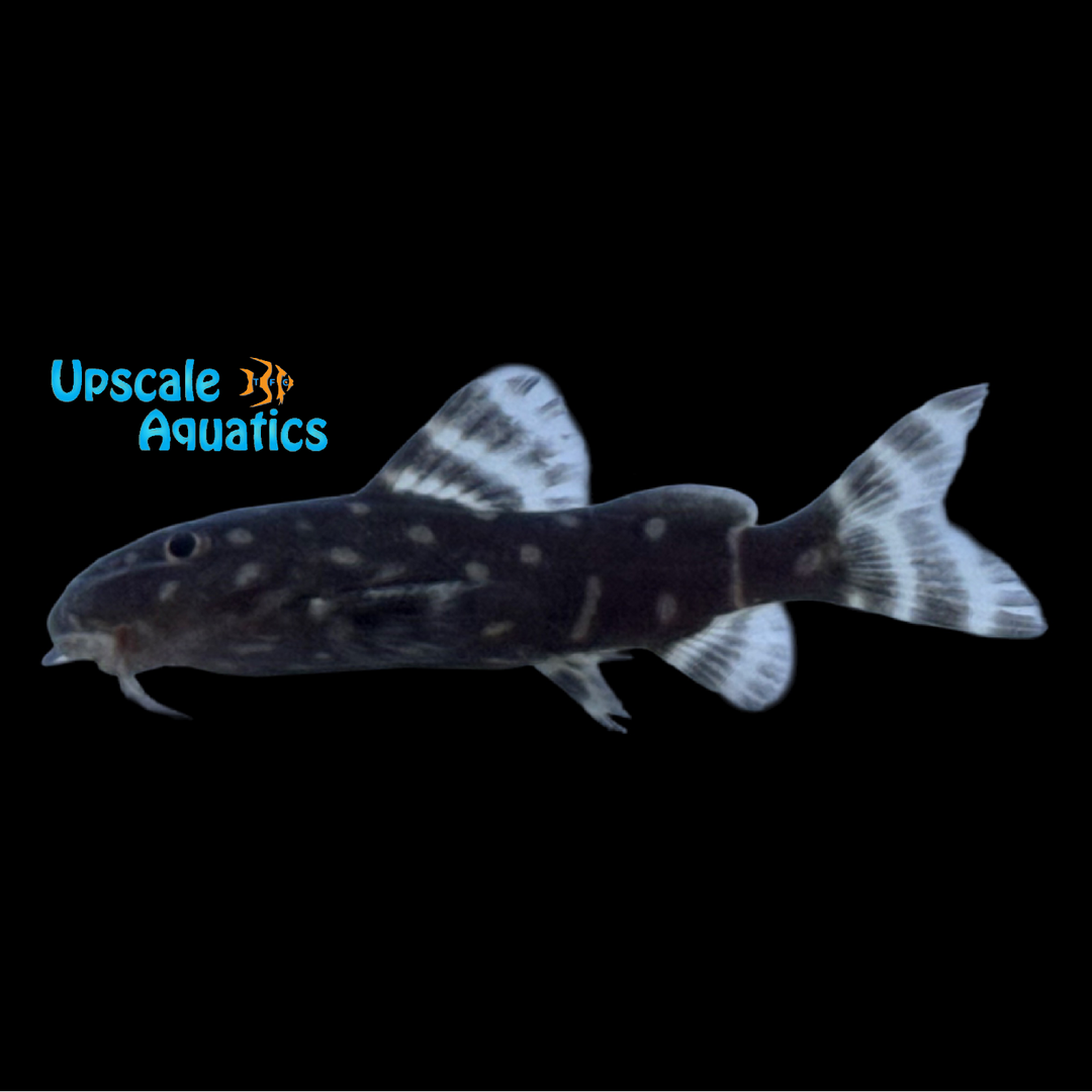 Synodontis Angelicus