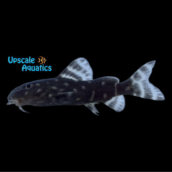 Synodontis Angelicus