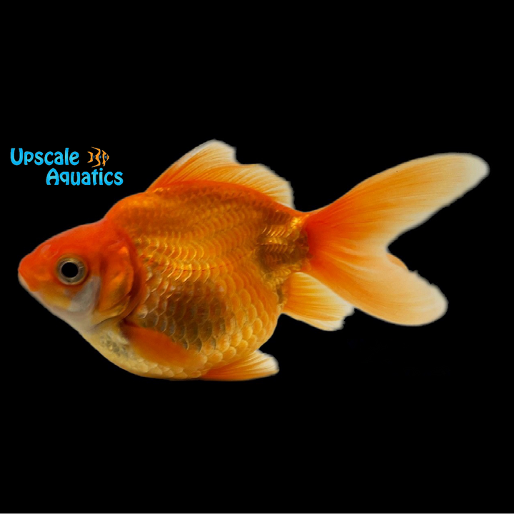 Fancy Fantail Goldfish (Carassius auratus)