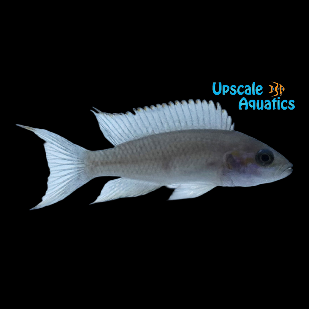 Kiku Blue Face Brichardi Cichlid (Neolamprologus brichardi kiku)