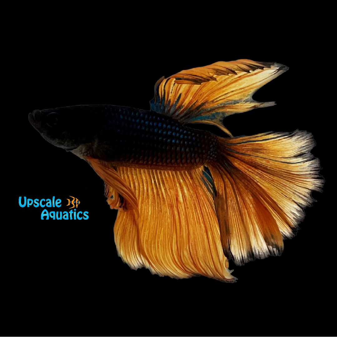 Black Mustard Gas Halfmoon Betta - Male (Betta splendens)