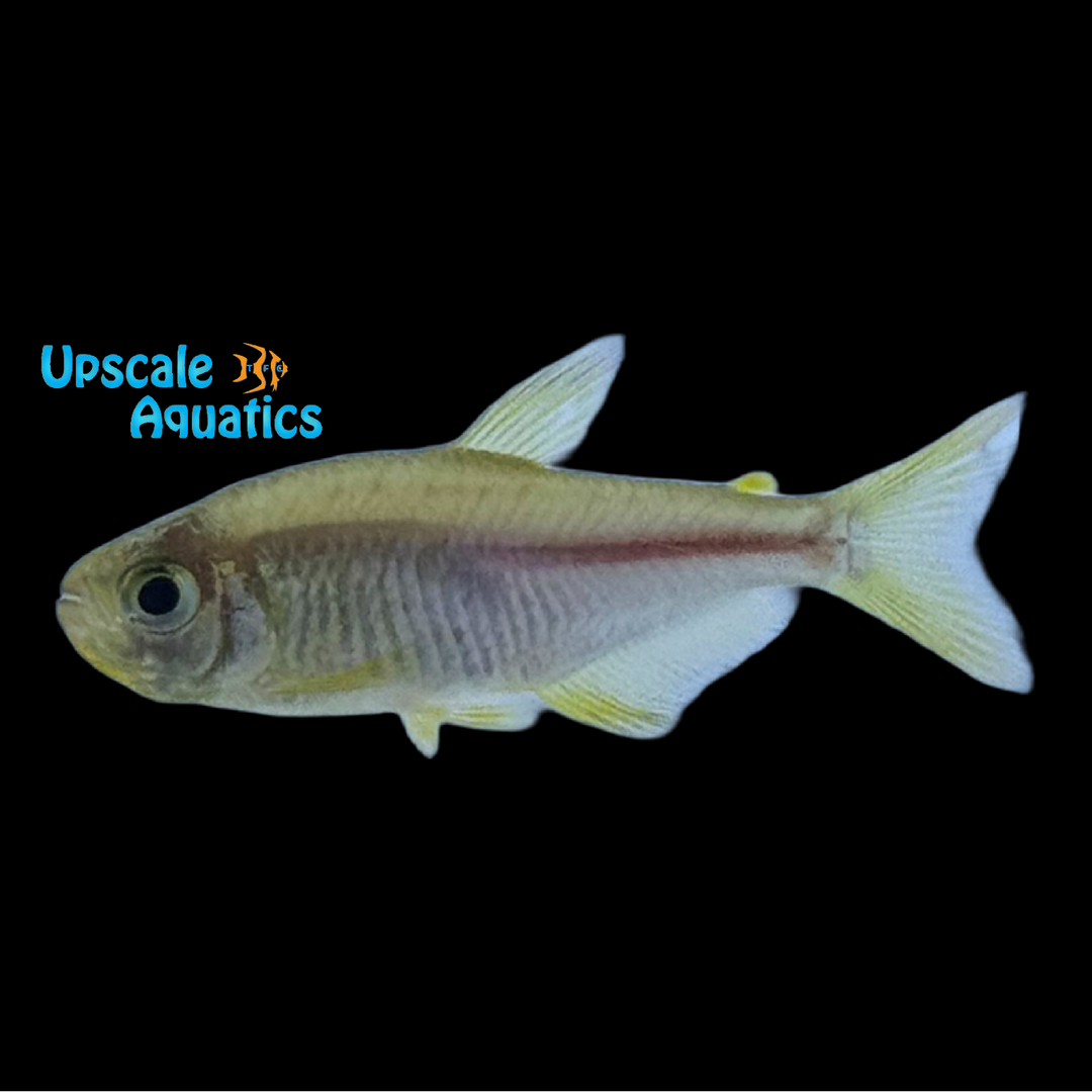 Pink Lemonade Tetra (Hyphessobrycon itaparicensis)