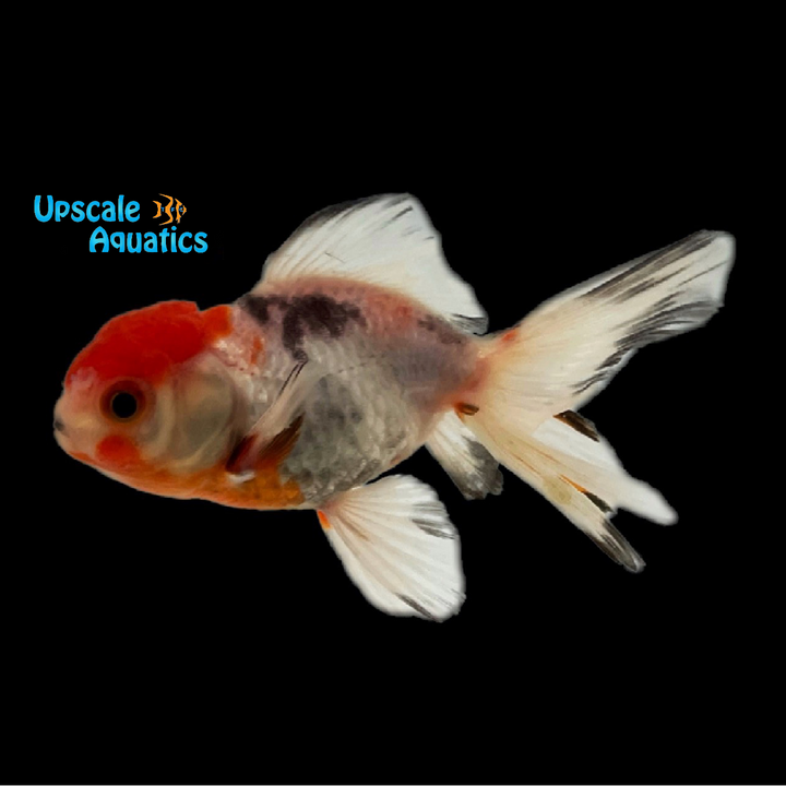 Assorted Oranda Goldfish (Carassius auratus)