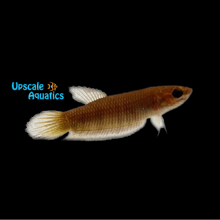 Green Dragon Betta (Betta simorum) – Upscale Aquatics