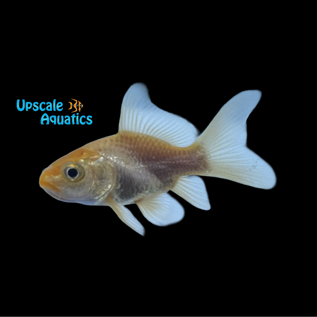 Shortbody Koi (Cyprinus carpio)