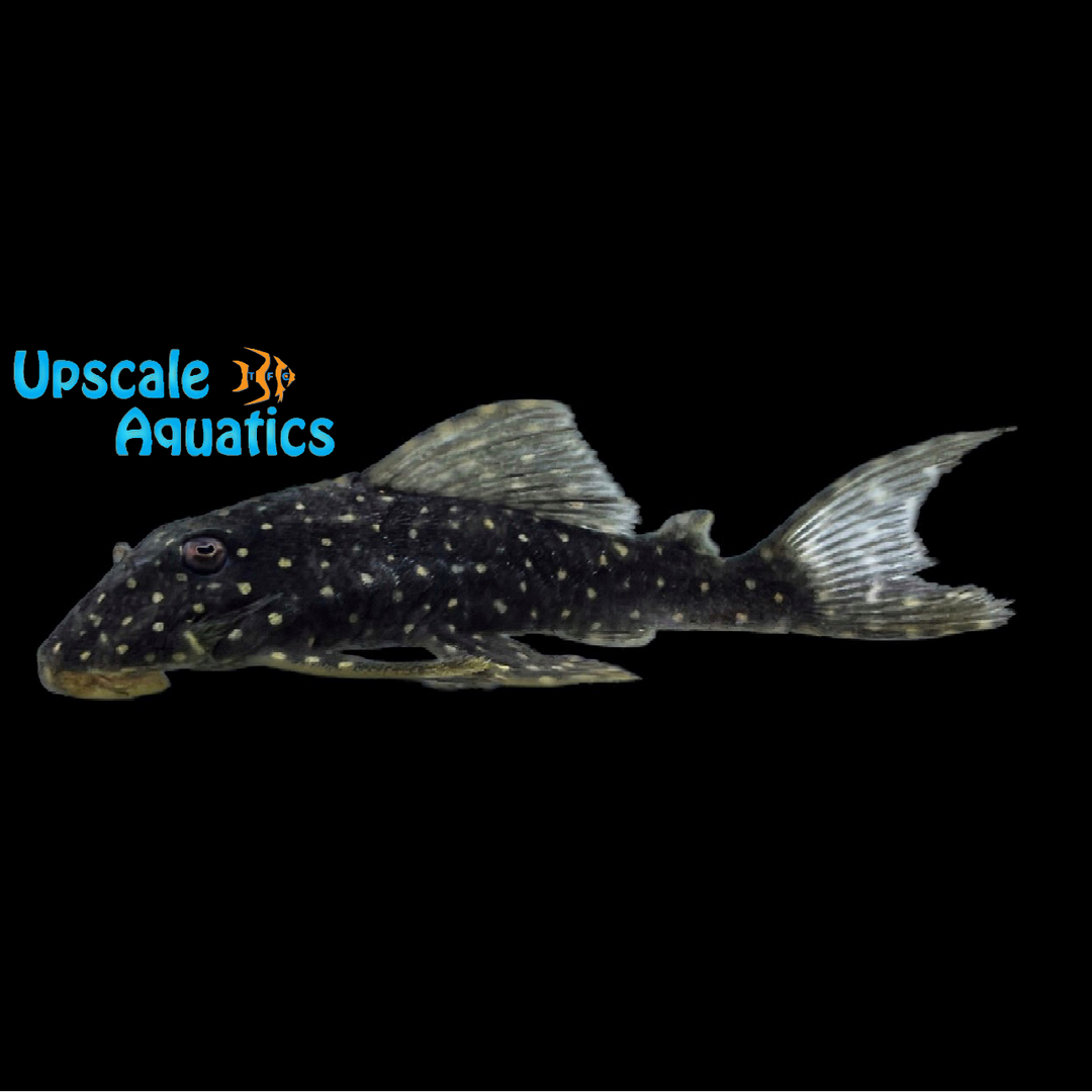 Mustard Spot Pleco LDA31 (Panaqolus albomaculatus)