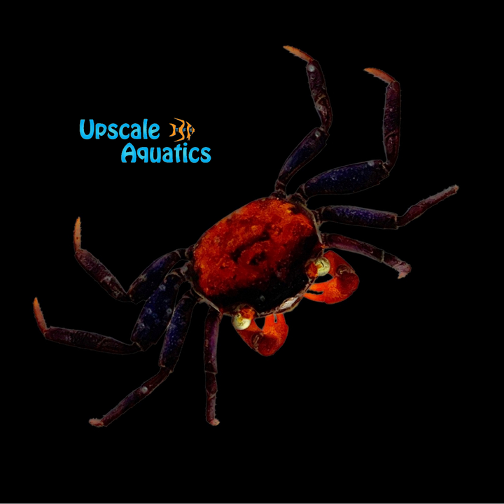 Red Devil Vampire Crab (Geosesarma hagen)