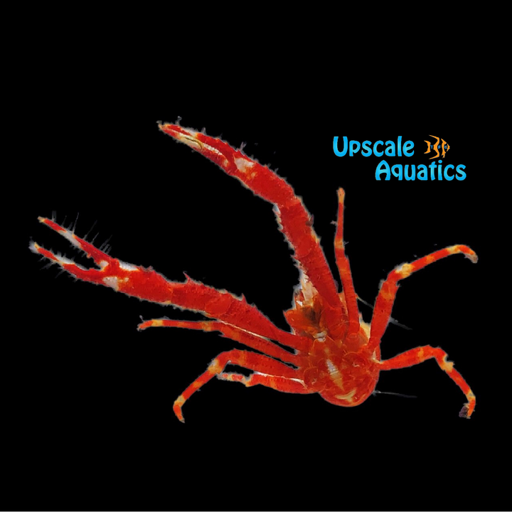 Red Squat Lobster (Galathea balssi)