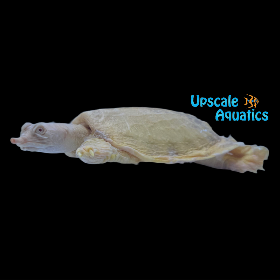 Albino Chinese Softshell Turtle (Pelodiscus sinensis)