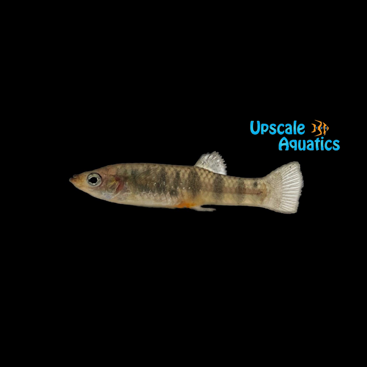 Tiger Limia (Limia islai 'Tiger' Lake Miragoane)