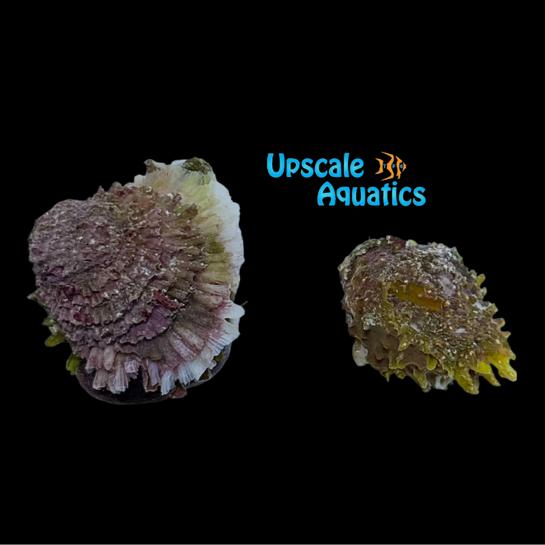 Yellow Mantle Thorny Oyster (Spondylus ictericus)