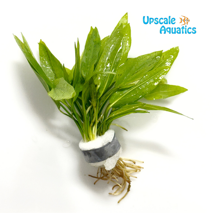 Narrow Mini Ozelot Sword (Echinodorus ozelot narrow mini)