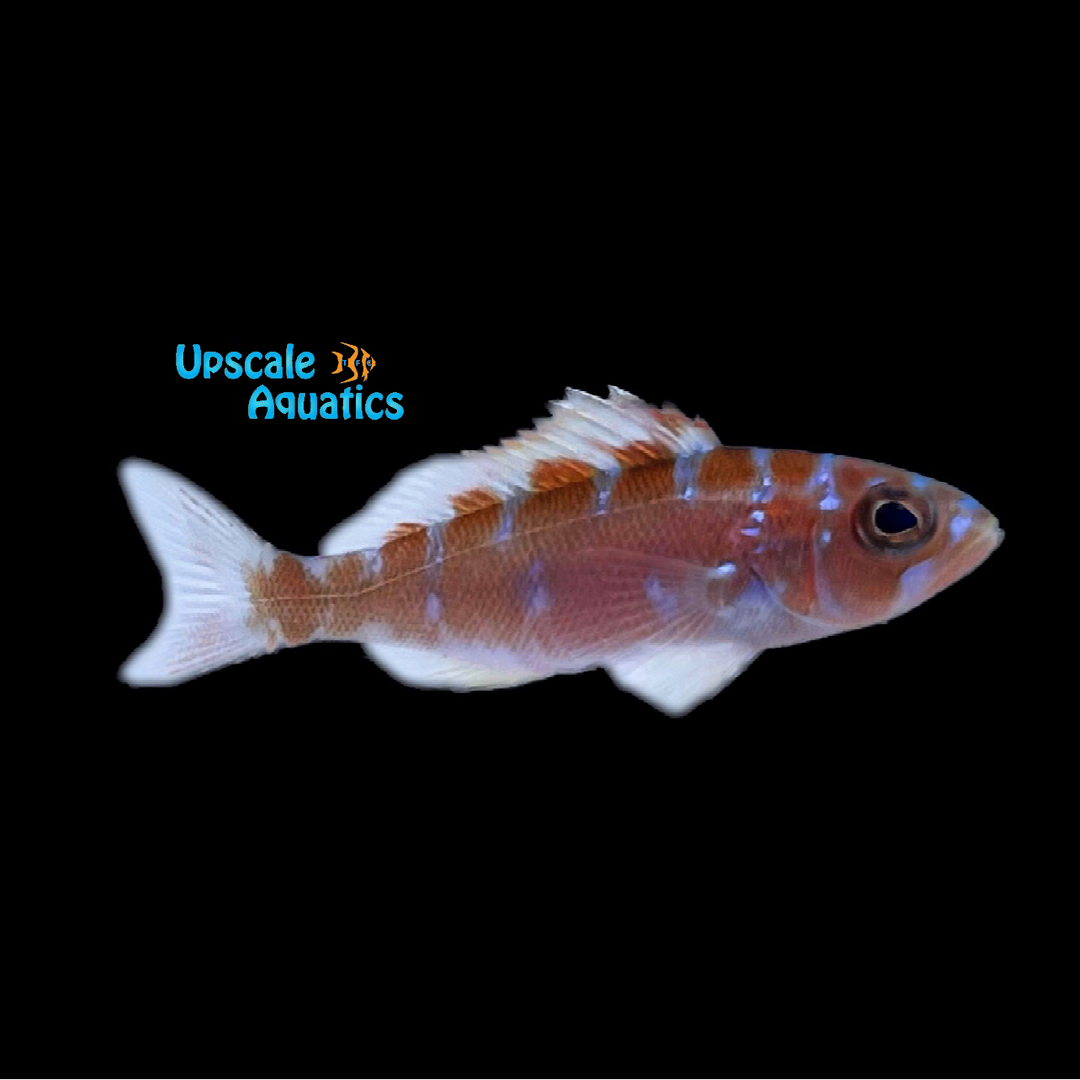 Basslets – Upscale Aquatics