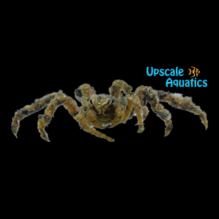 Spider Decorator Crab (Camposcia retusa)
