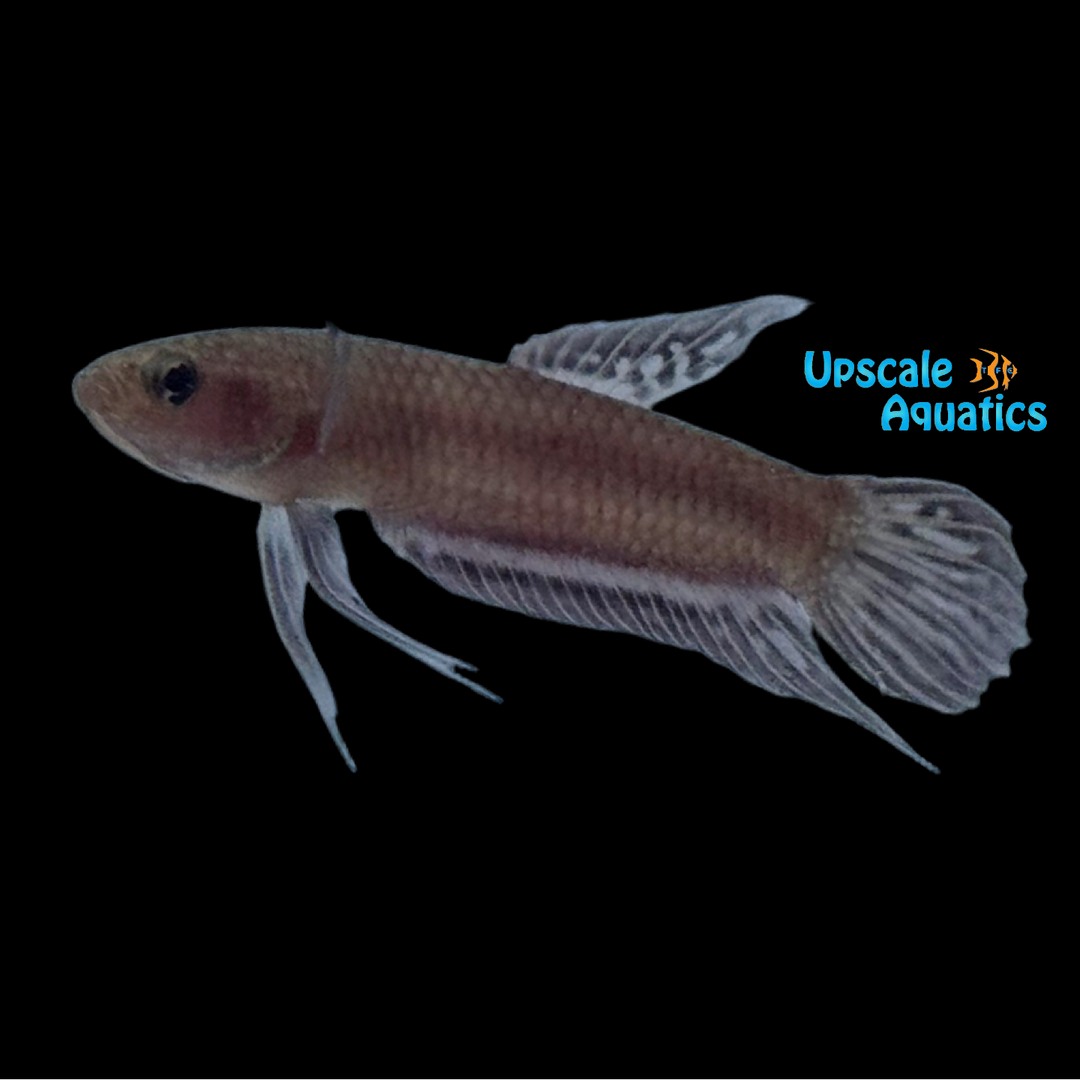 Scarlet Betta (Betta cf. coccina)