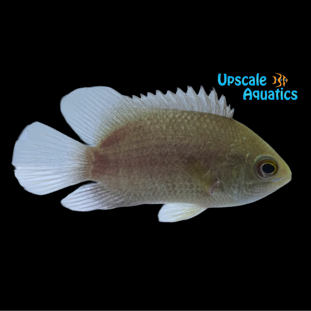 Indonesian Leaffish (Pristolepis grootii)
