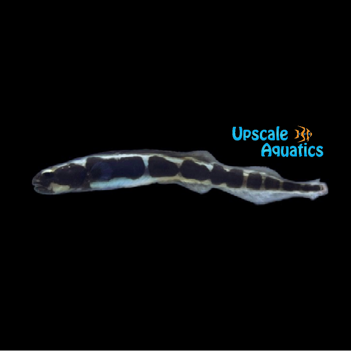 Engineer Goby (Pholidichthys leucotaenia)