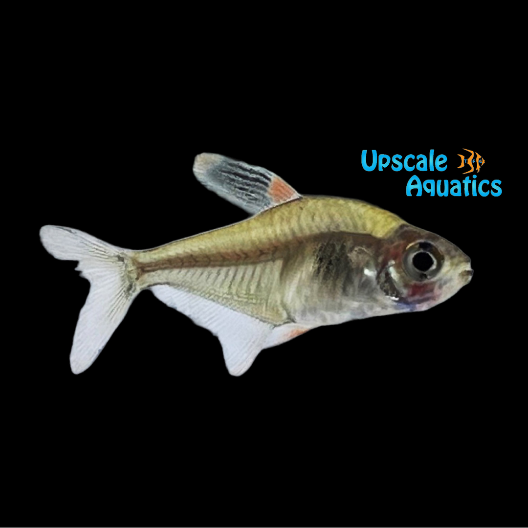 Coffee Bean Tetra (Hyphessobrycon takasei)