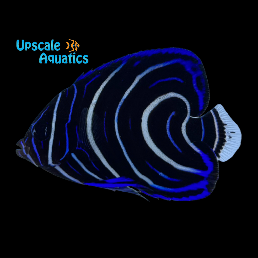 Koran Angelfish - Juvenile Misbar (Pomacanthus semicirculatus)