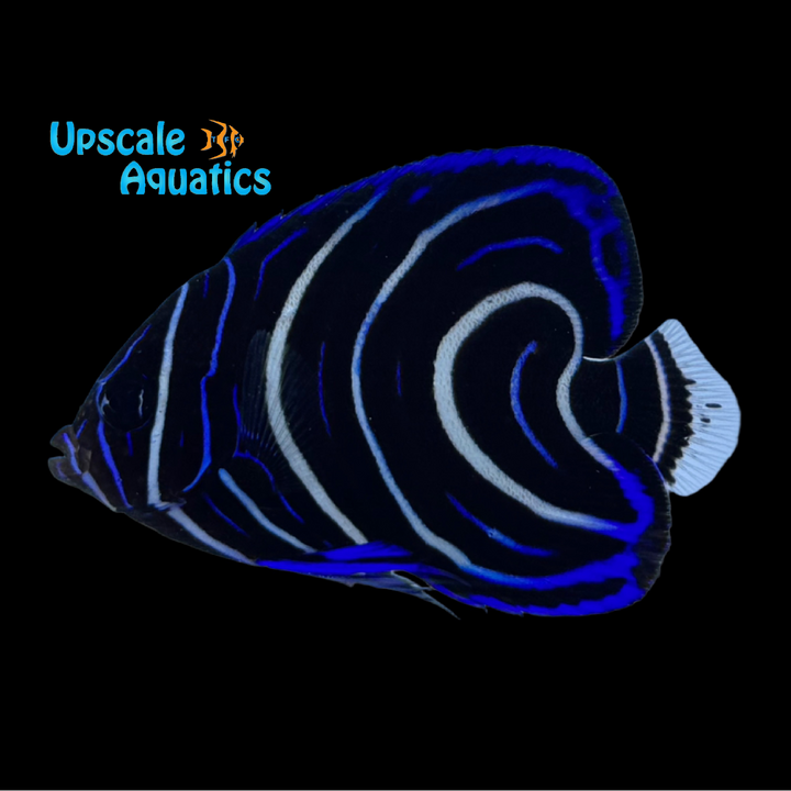 Koran Angelfish - Juvenile Misbar (Pomacanthus semicirculatus)