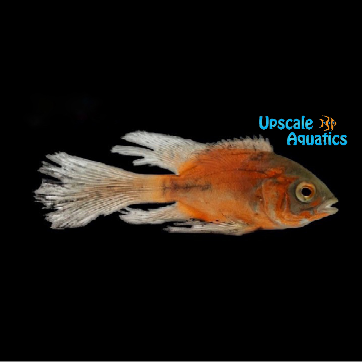 Longfin Red Oscar (Astronotus ocellatus)