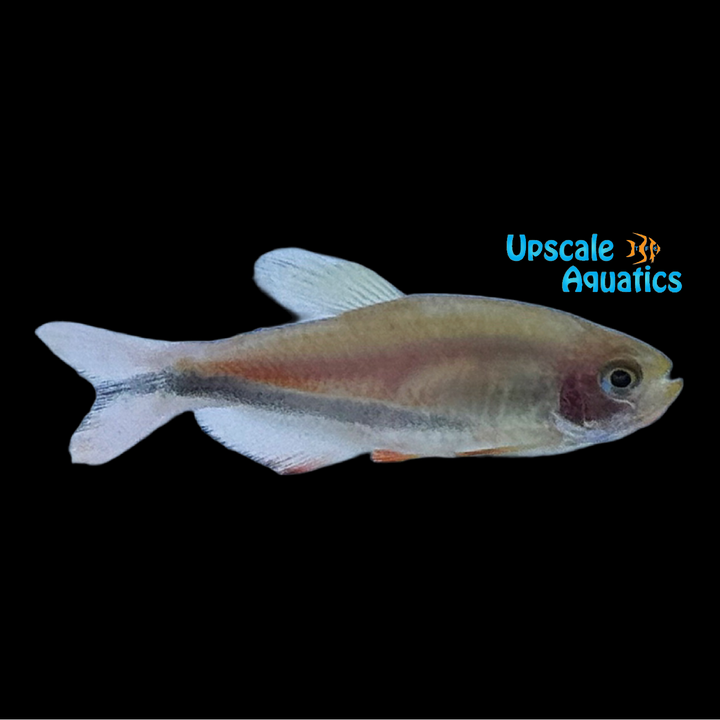 Black Arrow Emperor Tetra (Inpaichthys cf. kerri)