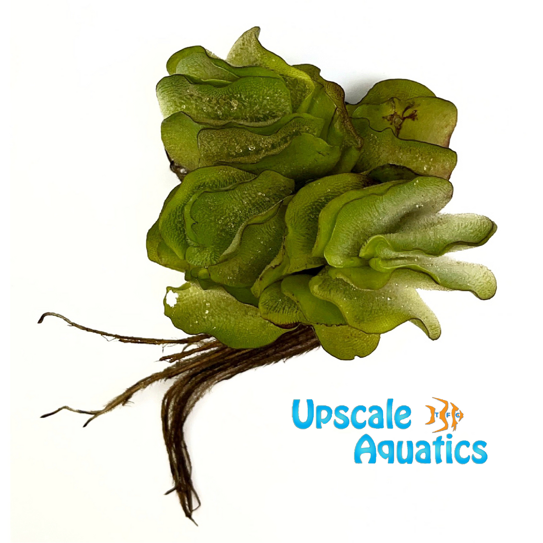 Salvinia Natans