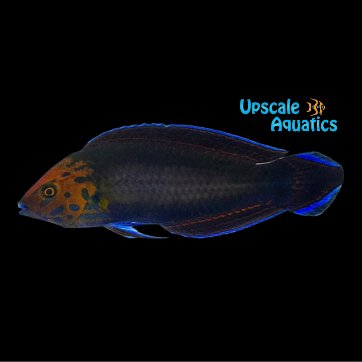 Red Head Wrasse (Halichoeres rubricephalus)