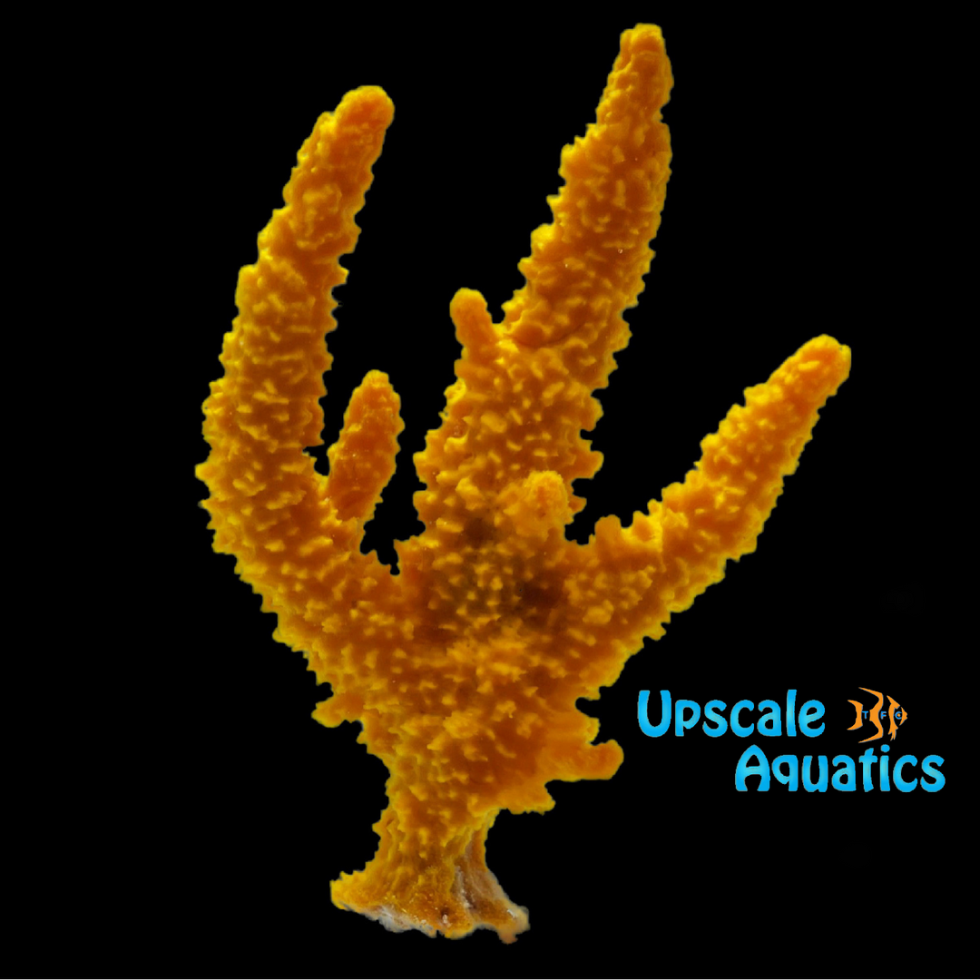 Orange Tree Sponge (Ptilocaulis sp.)