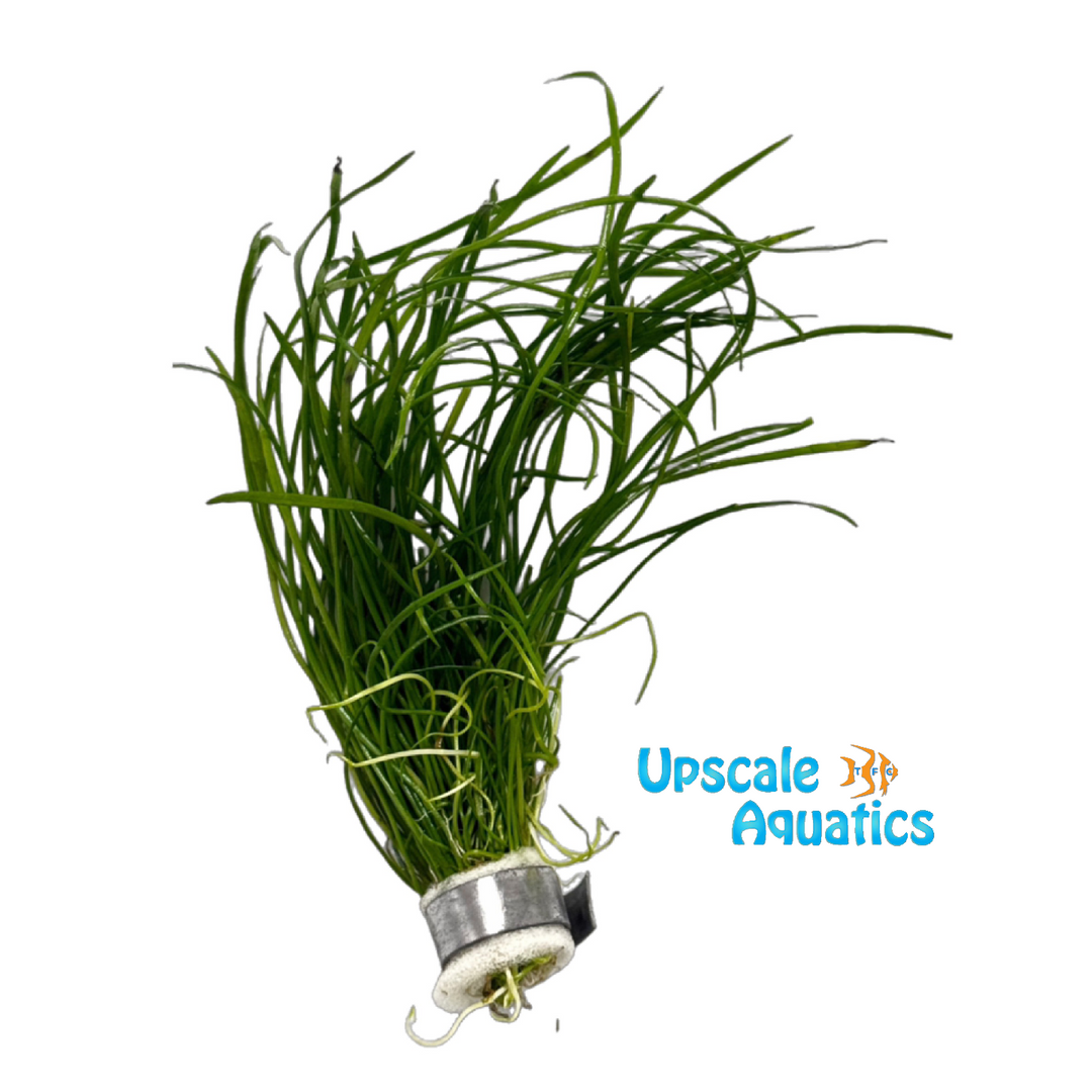 Isoetes Velata Var. Sicula