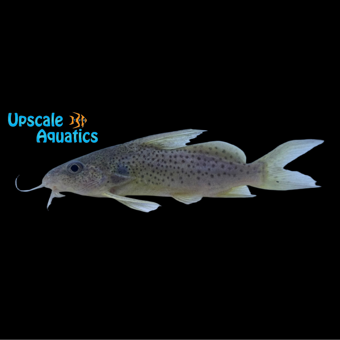 Synodontis Ouemeensis
