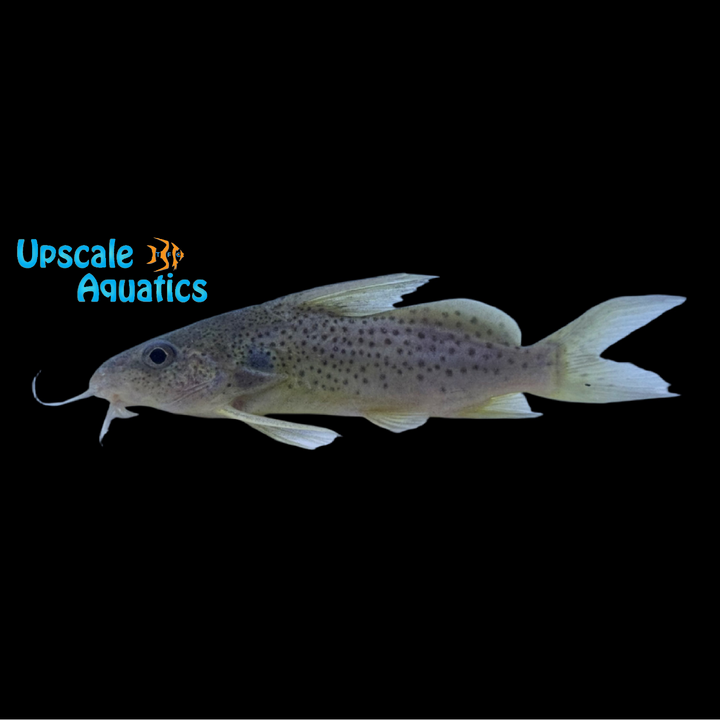 Synodontis Ouemeensis