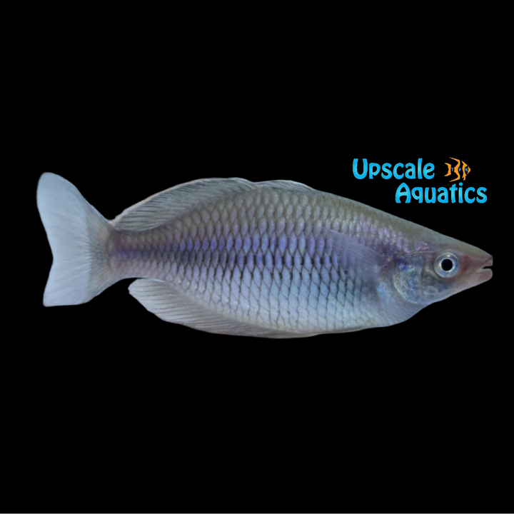 Sygamerai Rainbowfish 'Wild' (Melanotaenia sp. Sygamerai)