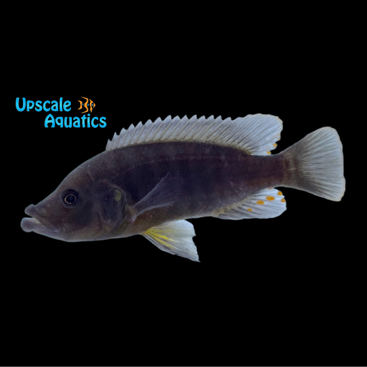 Abactochromis Labrosus