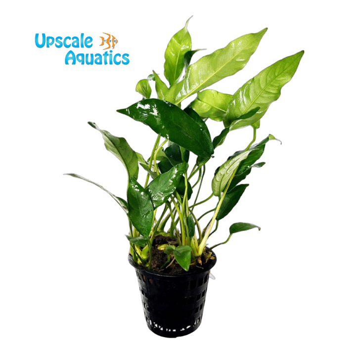 Short & Sharp Anubias (Anubias barteri 'short and sharp')