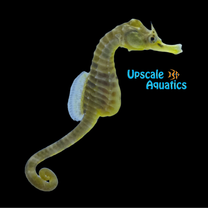 Potbelly Seahorse - Captive Bred (Hippocampus abdominalis)